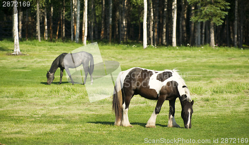 Image of Horses Grazing inThe Pasture Long Haired Paint