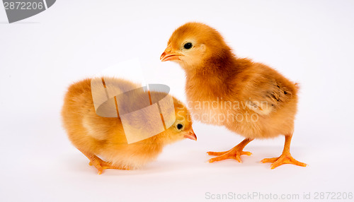 Image of Baby Chick Newborn Farm Chickens Standing White Rhode Island Red