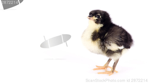 Image of Baby Chick Newborn Farm Chicken Standing White Australorp Variet