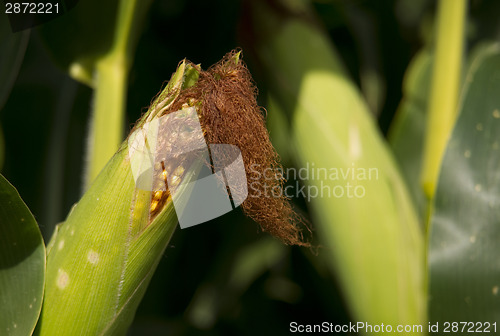 Image of Farmers Ear Corn Stalk Crop Cob in Husk Produce Food Commodity