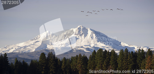 Image of Wild Geese Fly Migrate Mountain Winter Cascade Range Oregon USA