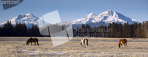 Image of Ranch Animals at the Base of Three Sisters Mountains Oregon