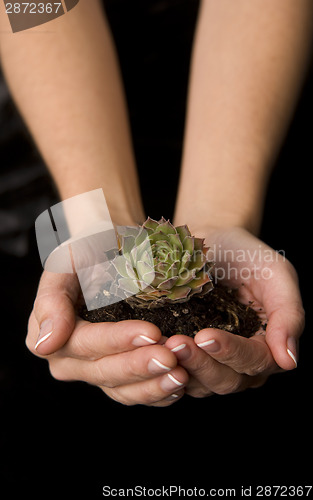 Image of New Plant in her hands Woman Holds Nature