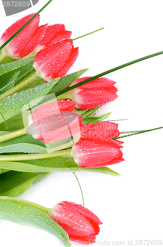 Image of Magenta Tulips