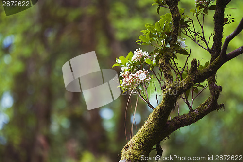 Image of Flowers on old branch
