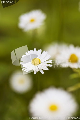 Image of ?hamomile flowers