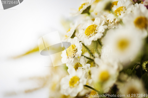 Image of Camomile