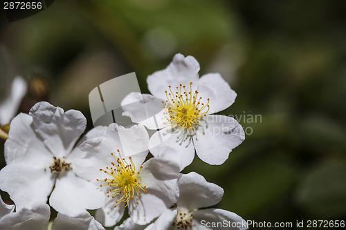 Image of White wild roses 