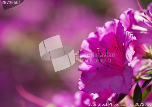 Image of Azalea flowers