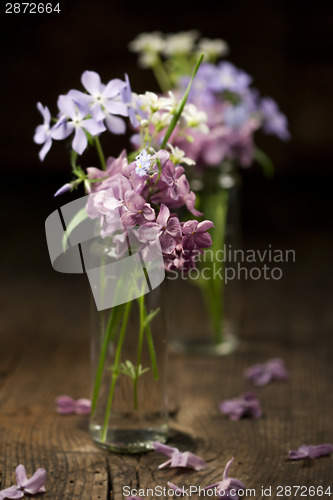 Image of Beautiful spring flowers