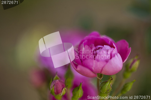 Image of Pink rose