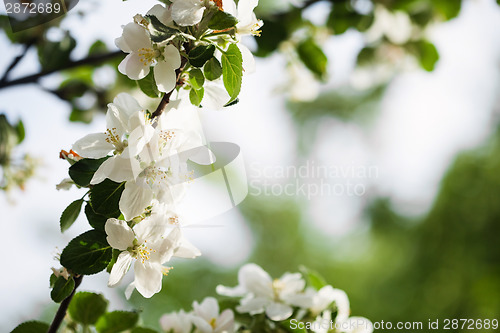 Image of Apple flowers