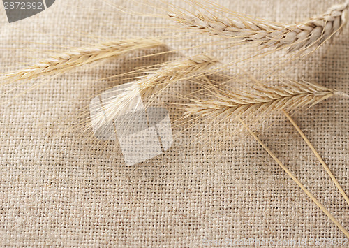 Image of Wheat ears border on burlap background