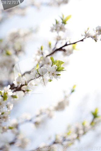 Image of Blossom in spring 