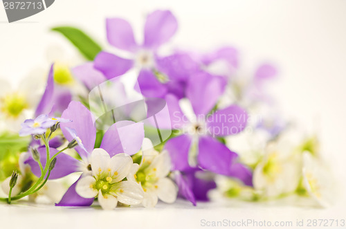 Image of Spring flowers