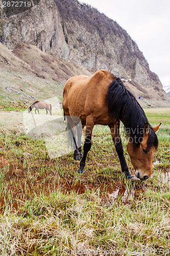 Image of Horses in the mountains