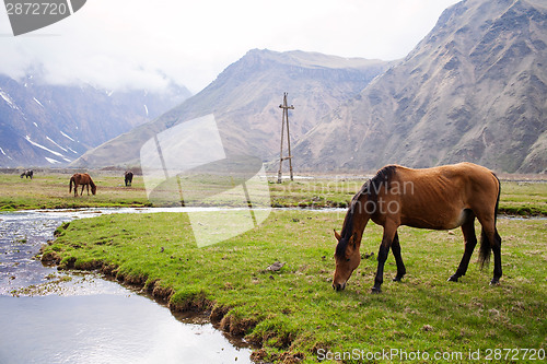 Image of Horses in the mountains