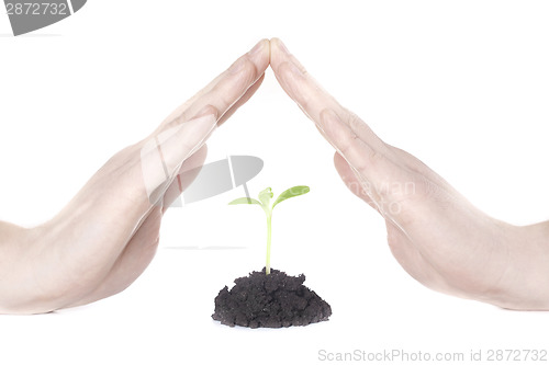 Image of Sprout in hands