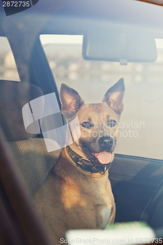 Image of Dog in the car