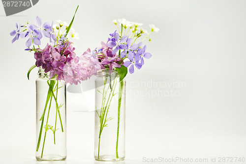 Image of Beautiful spring flowers