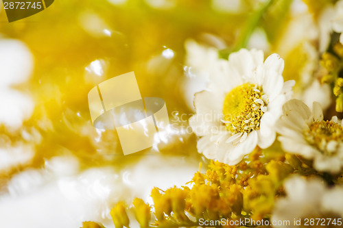 Image of Camomile