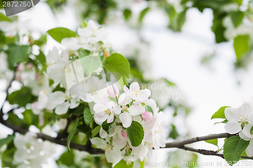 Image of Apple flowers