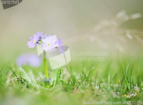 Image of Spring flower