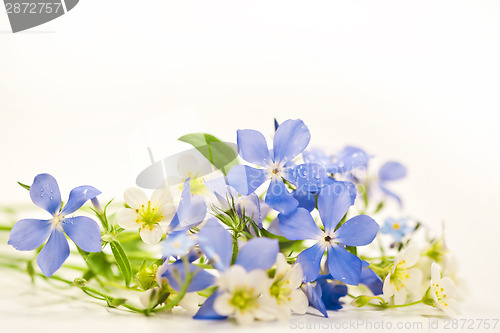 Image of Spring flowers