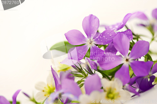 Image of Spring flowers