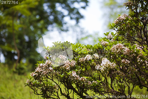 Image of Pink blooming bush