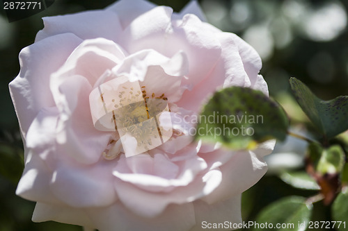 Image of Pink rose