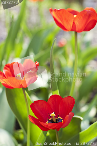 Image of Red tulips