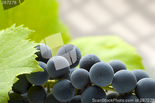 Image of grape