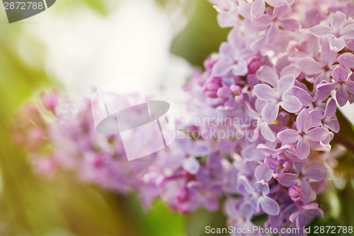 Image of Lilac flowers