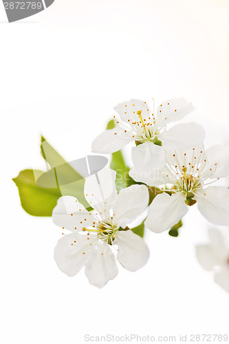 Image of Cherry blossoms 