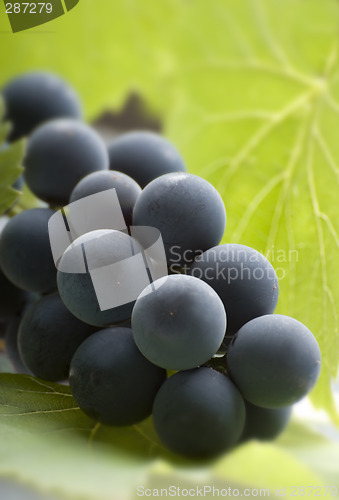 Image of grapes