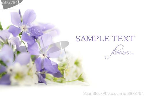 Image of Spring flowers