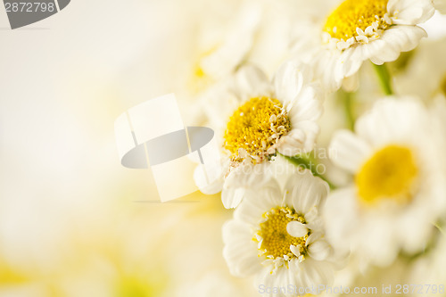 Image of Beautiful daisies background