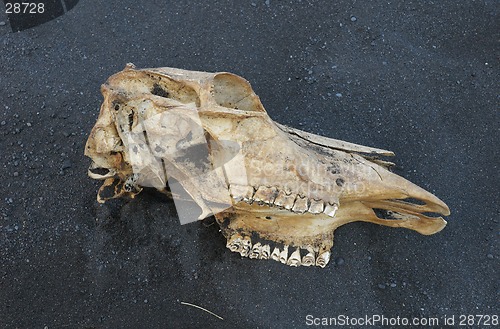 Image of Skull