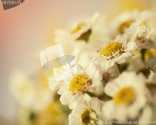 Image of Camomile