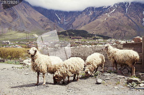 Image of Sheep in the village