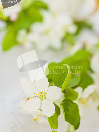 Image of Apple blossom