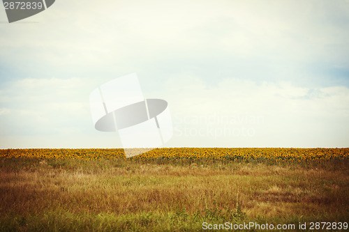 Image of Sunflower field