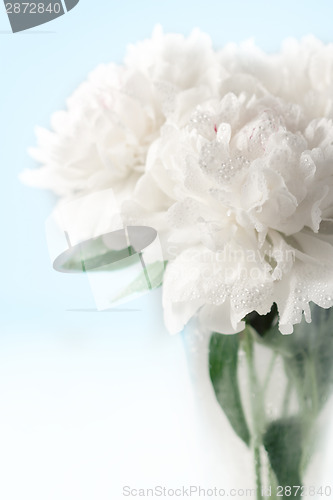 Image of Beautiful peony flowers 