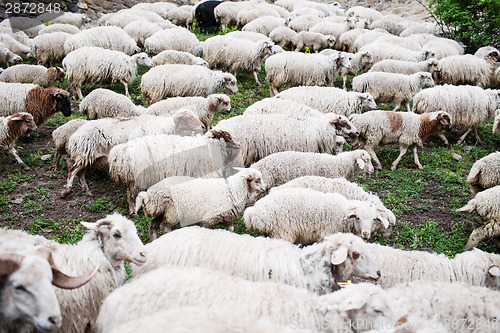 Image of Herd of sheep