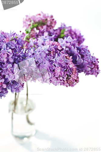Image of Lilac