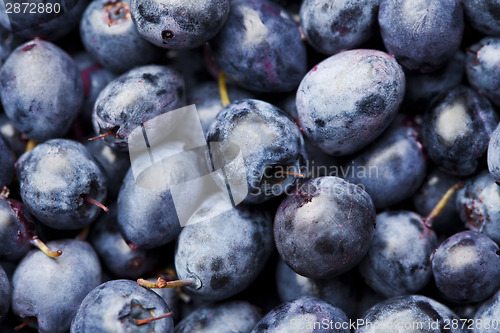 Image of Blueberry