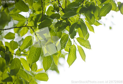 Image of Green leaves