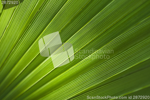 Image of Palm leaf