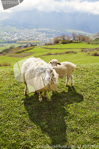 Image of Sheep in the mountains